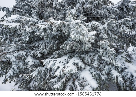 Bottom view tall beautiful majestic spruce trees covered with snow stand in a forest against a foggy blue sky overcast winter frosty day. Winter nature beauty concept