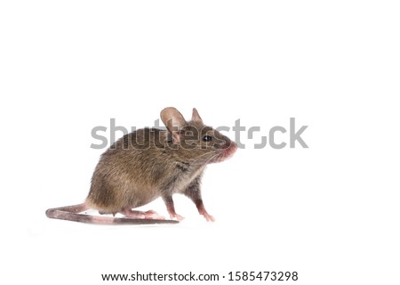 Gray common house mouse isolated on white background Royalty-Free Stock Photo #1585473298