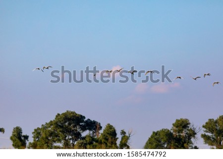 Flying birds. Blue sky background. 