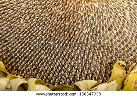 Ear with large sunflower seeds 