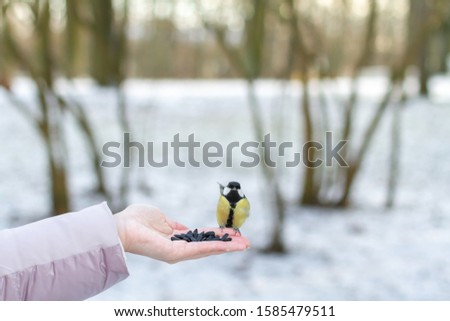Female hand give a food to little bird tit in the park