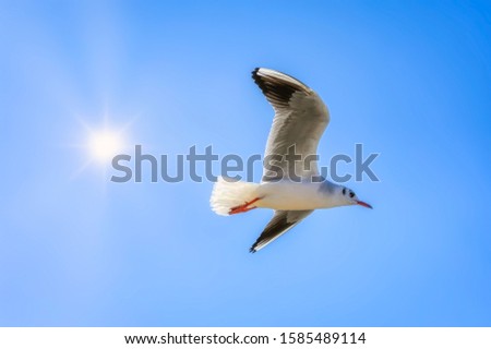 Seagulls flying agains a blue sky and bright sunlight