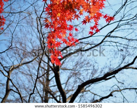 Japanese maple leaves, Very shallow depth of field