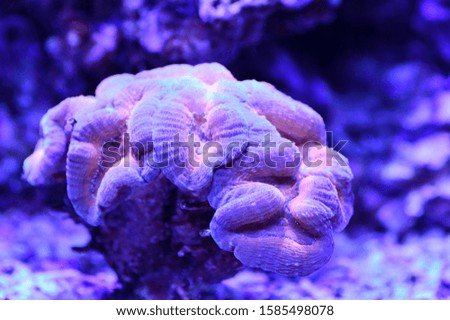 Pretty Purple Coral Aquarium Background 