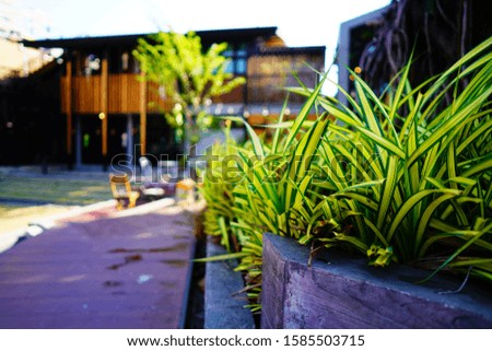 Millionaire Herb garden in Chiang Rai Thailand