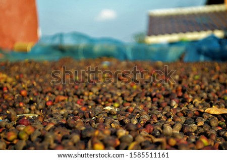 The fresh coffee beans Drying
