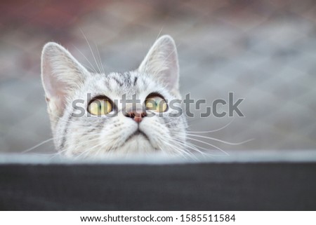 Portrait of a  American shothair kittens, close up of a face cat peeking from behind a something black, blurred mesh background image. 