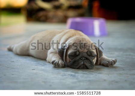 Close-up face of cute dog pug and bored face sleep on the floor