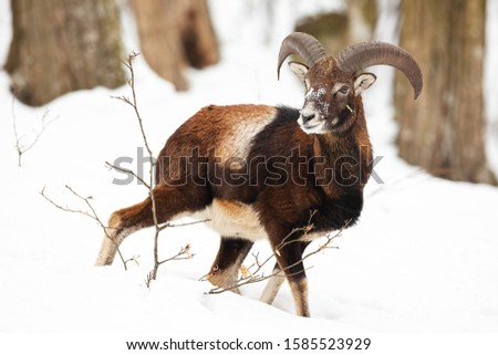 Young mouflon, ovis musmion. ram walking down the slope in forest in wintertime. Ruminant animal moving in hills with trees in background. Wildlife scenery with snow and mammal from wilderness.