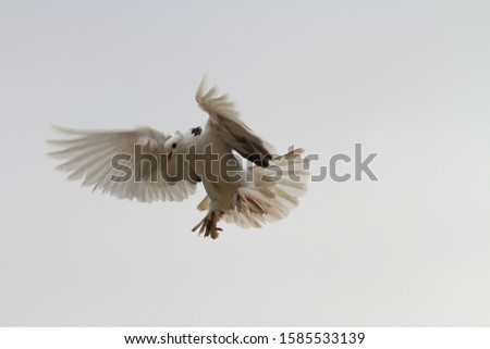 Dove flying in the air.