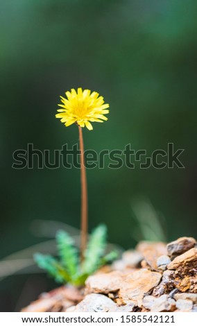 Close-up photo of yellow dandelion alone. Yellow dandelion in the green grasp. 