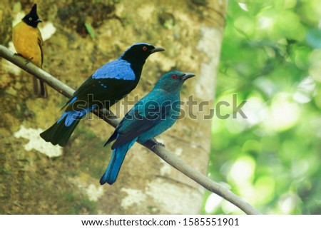 This male and female fairy-bluebird is found in forests across tropical southern Asia
