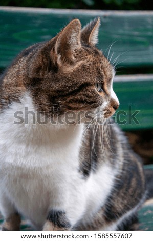 Cats photographed around in a park in Naples.