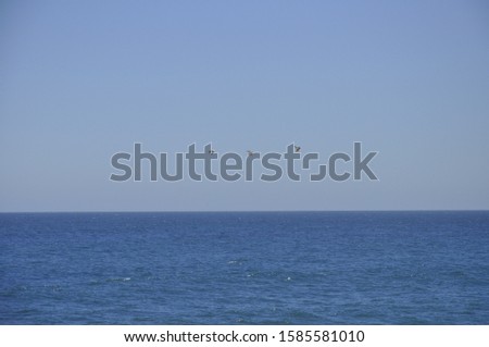 A beautiful shot of birds freely flying over the calm blue ocean under the clear sky