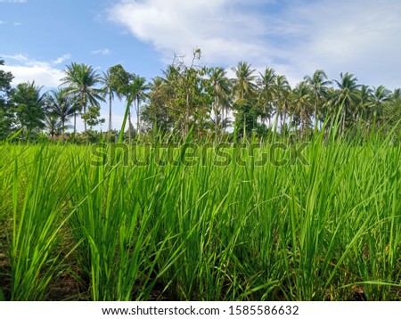 green field of paddy from Indonesia this picture taken from Pontianak Kalimantan Barat