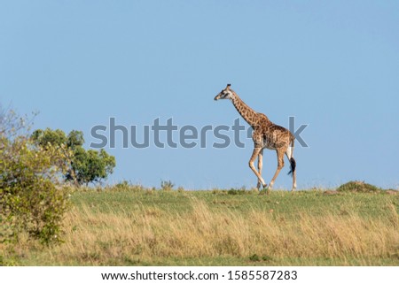 A lone Giraffe walking in the plains of Africa inside Masai Mara National Reserve during a wildlife safari
