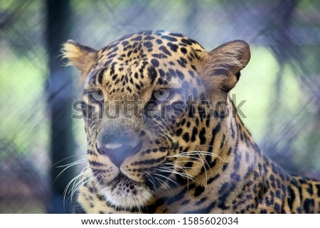 Portrait of a leopard at zoo