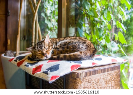 A Bengal cat is sleeping on the pillow in cat cafe.
It is a domesticated cat breed created from hybrids of domestic cats, the Asian leopard cat (Prionailurus bengalensis) and the Egyptian Mau. 