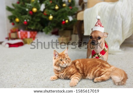 Dog and cat together in at room decorated for Christmas