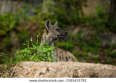 spotted hyena stands on rock looking side way