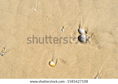 a Natural flat lay composition sea shells on sand, space for text, outdoors