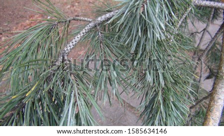 green spruce branch in the autumn season