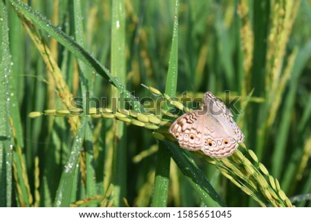Gray pansy Butterfly on paddy plant 