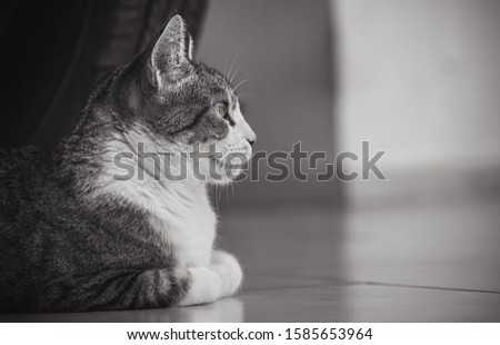 Cat, isolated. Black and white photo of a cute girl lying on the floor looking forward.
