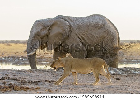 A greasy African elephant in the dirt friendly walking with an African lion