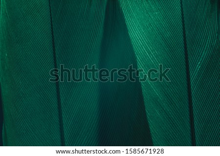 Close up Beautiful Green Bird feather background texture. Macro photography view. 
