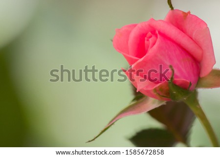 Pink rose on green background.