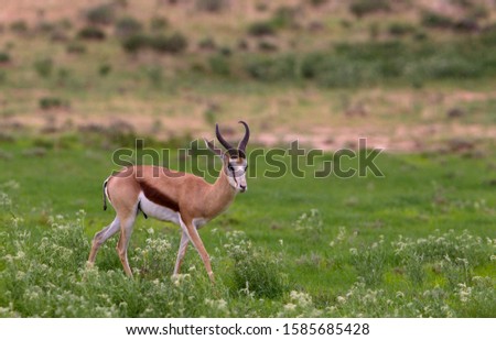 Springbok (Antidorcas marsupialis), Kgalagadi Transfrontier Park in rainy season, Kalhari Desert, South Africa/Botswana
