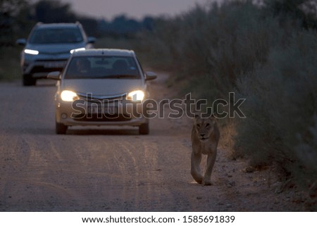 African lion (Panthera leo), at night in the gravel road, Kgalagadi Transfrontier Park, Kalahari desert, South Africa/Botswana