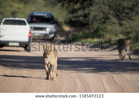 African lion (Panthera leo) - Female, in the gravel road, Kgalagadi Transfrontier Park, Kalahari desert, South Africa/Botswana