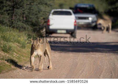 African lion (Panthera leo) - Female, in the gravel road, Kgalagadi Transfrontier Park, Kalahari desert, South Africa/Botswana