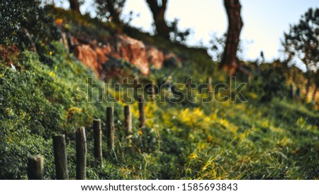 A close-up view with a shallow depth of field of a row of wooden poles as a part of an old fence or just denoting the border between the two areas surrounded by greenery on the hill; selective focus