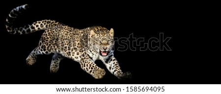 Leopard jumping with a black background