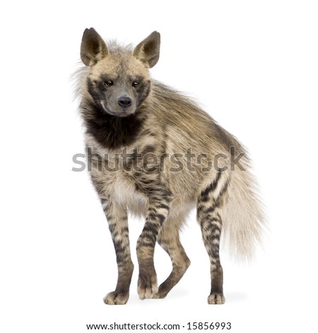 Striped Hyena in front of a white background