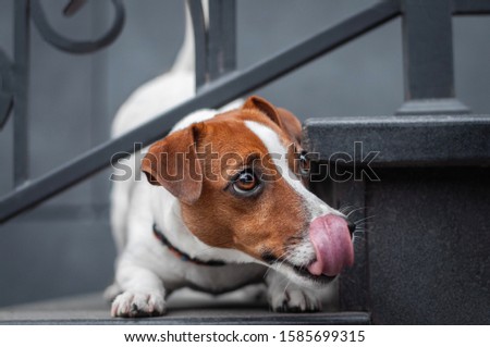 cute red shy dog jack russell terrier is licking up with long tongue on the grey stairs