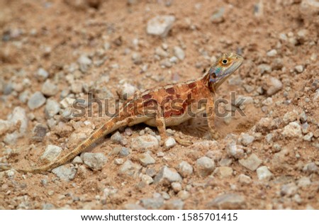 Ground agama (Agama aculeta) - Female, Kgalagadi Transfrontier Park, Kalahari desert, South Africa/Botswana