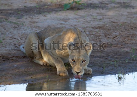 African lion (Panthera leo) - Female, in the waterhole, Kgalagadi Transfrontier Park, Kalahari desert, South Africa/Botswana