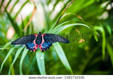 Beautiful black butterfly in a garden