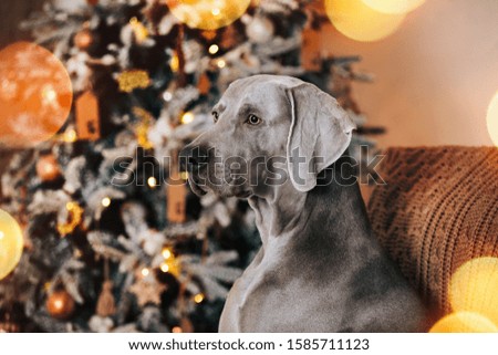 portrait hunting Weimaraner dog  in the Christmas interior on the background of a Christmas tree with bokeh lights