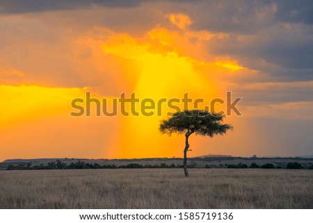 Lonely tree and beautiful light rays opening from clouds at sunset in Maasai Mara