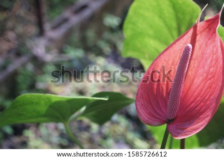 
One flamingo flower is blooming brightly.