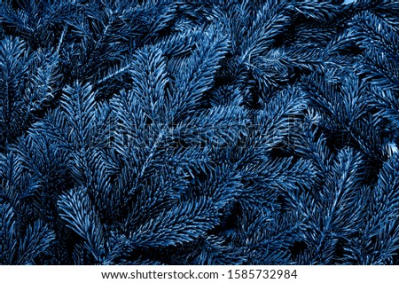 Branches of the pine tree. Trendy blue winter background.