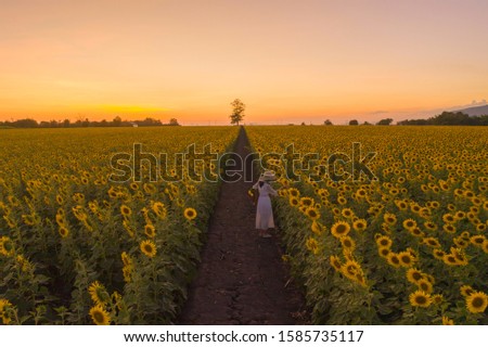 An Asian woman enjoying and relaxing in a full bloom sunflower field with road corridor during travel holidays vacation trip outdoors at natural garden park at sunset in Lopburi, Thailand. Lifestyle.