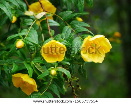 Yellow camellia chrysantha flowers with buds on the tree in the forest