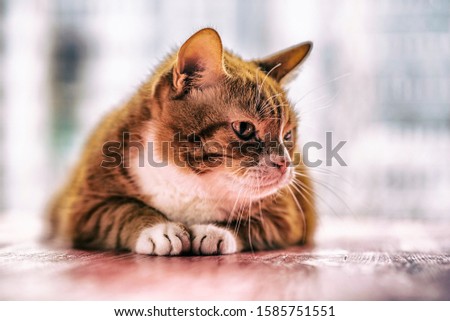 Portrait of a domestic cat on a wooden background. Picture taken in retro style.