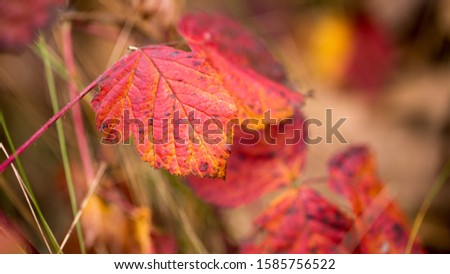 Bright leaves in the fall in red and gold tones